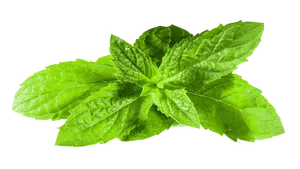 Fresh Mint Leaves Isolated PNG Image