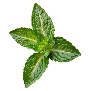 Fresh Mint Leaves Png 79 PNG Image