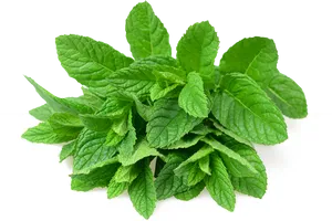 Fresh Mint Leaves.png PNG Image