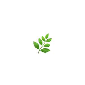 Fresh Mint Leaves Simple Background PNG Image