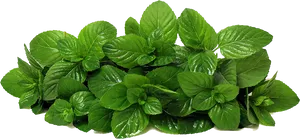 Fresh Mint Leaves Transparent Background PNG Image