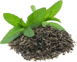 Fresh Mint Leaveson Dried Tea PNG Image