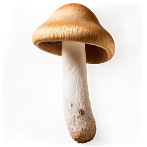 Fresh Mushrooms PNG 05242024 PNG