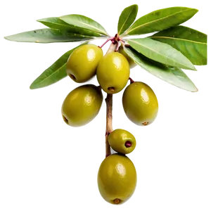 Fresh Olive Fruit Png 11 PNG Image