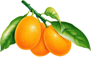 Fresh Orangeson Branch PNG Image