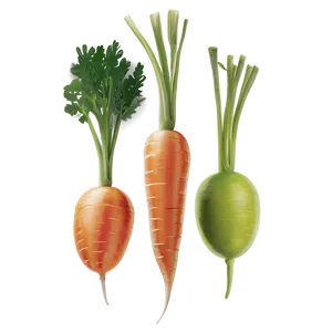 Fresh Organic Carrot PNG Bob PNG