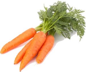 Fresh Organic Carrots Isolated PNG Image