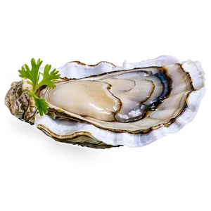 Fresh Oyster Png Ixx PNG Image