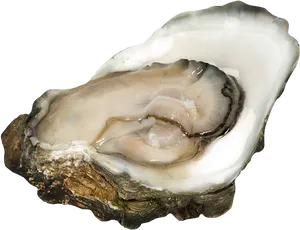 Fresh Oysteron Half Shell PNG Image