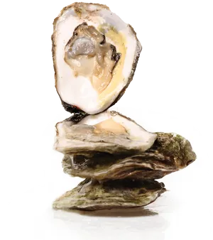 Fresh Oysteron Half Shell PNG Image