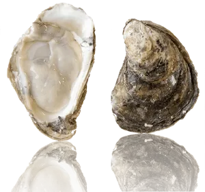 Fresh Oysters Top Bottom View PNG Image