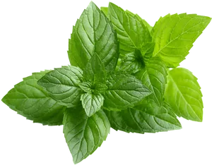 Fresh Peppermint Leaves Isolated PNG Image