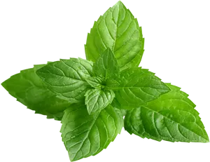 Fresh Peppermint Leaves Isolated PNG Image