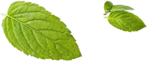 Fresh Peppermint Leaves Isolated PNG Image