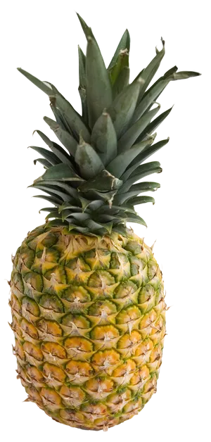 Fresh Pineapple Standing Isolated.png PNG Image