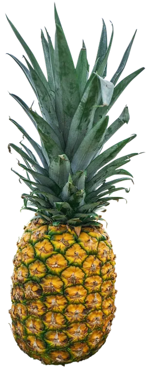 Fresh Pineapple Standing PNG Image