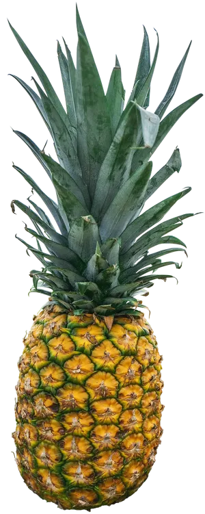 Fresh Pineappleon Black Background.jpg PNG Image