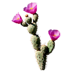 Fresh Prickly Pear Cactus Png Tdy92 PNG Image