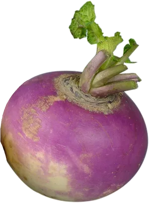 Fresh Purple Turnip Vegetable.png PNG Image