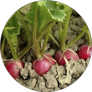 Fresh Radishesin Soil PNG Image