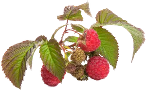 Fresh Raspberrieson Branch.png PNG Image