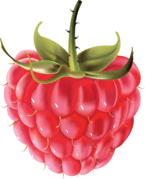 Fresh Raspberry Illustration PNG Image