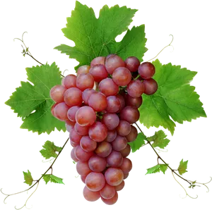 Fresh Red Grape Cluster.png PNG Image