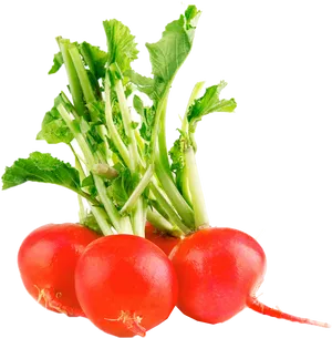 Fresh Red Radishes PNG Image