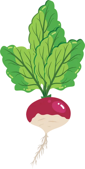 Fresh Red Turnip Illustration.png PNG Image