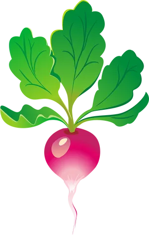 Fresh Red Turnip Vector Illustration PNG Image