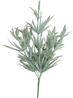 Fresh Rosemary Sprig.png PNG Image