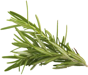 Fresh Rosemary Sprig.png PNG Image