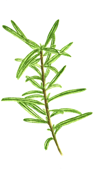 Fresh Rosemary Sprig.png PNG Image