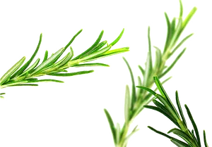 Fresh Rosemary Sprigs P N G PNG Image