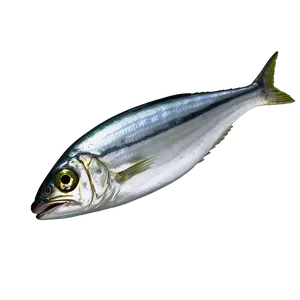 Fresh Sardine Png 06292024 PNG Image