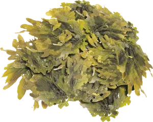 Fresh Seaweed Cluster.png PNG Image