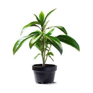 Fresh Small Plant Png 06132024 PNG Image