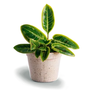 Fresh Small Plant Png 06132024 PNG Image