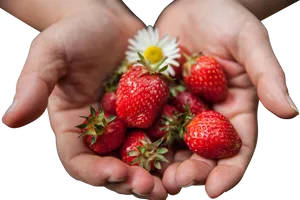 Fresh Strawberriesin Handswith Daisy.jpg PNG Image