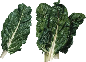 Fresh Swiss Chard Leaves PNG Image