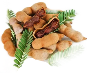 Fresh Tamarind Podsand Leaves PNG Image