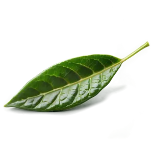 Fresh Tea Leaf Png 06262024 PNG Image