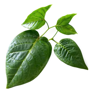 Fresh Tea Leaf Png 06262024 PNG Image