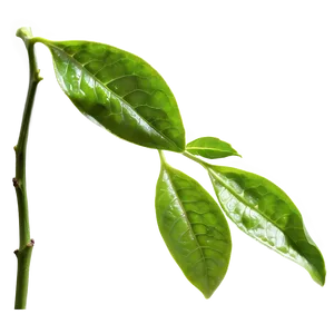 Fresh Tea Leaf Png Bkl30 PNG Image