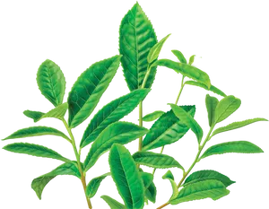 Fresh Tea Leaves Branch PNG Image