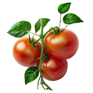 Fresh Tomato Plant Png 06212024 PNG Image