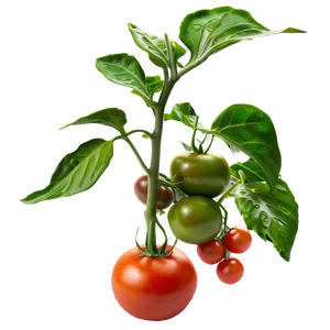 Fresh Tomato Plant Png Dvb PNG Image