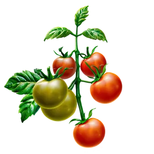 Fresh Tomato Plant Png Mmy7 PNG Image