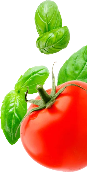 Fresh Tomatoand Basil Leaveson Black Background.jpg PNG Image