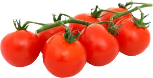 Fresh Tomatoeson Vine Black Background PNG Image